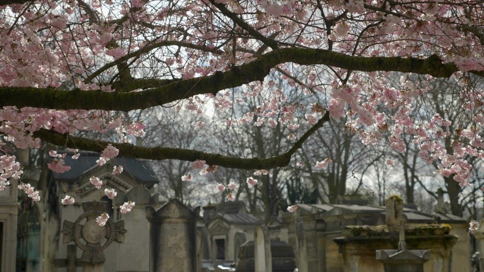FUNECAP GROUPE Eternel jardin le cimetière du Père Lachaise cerisier japonais en fleurs